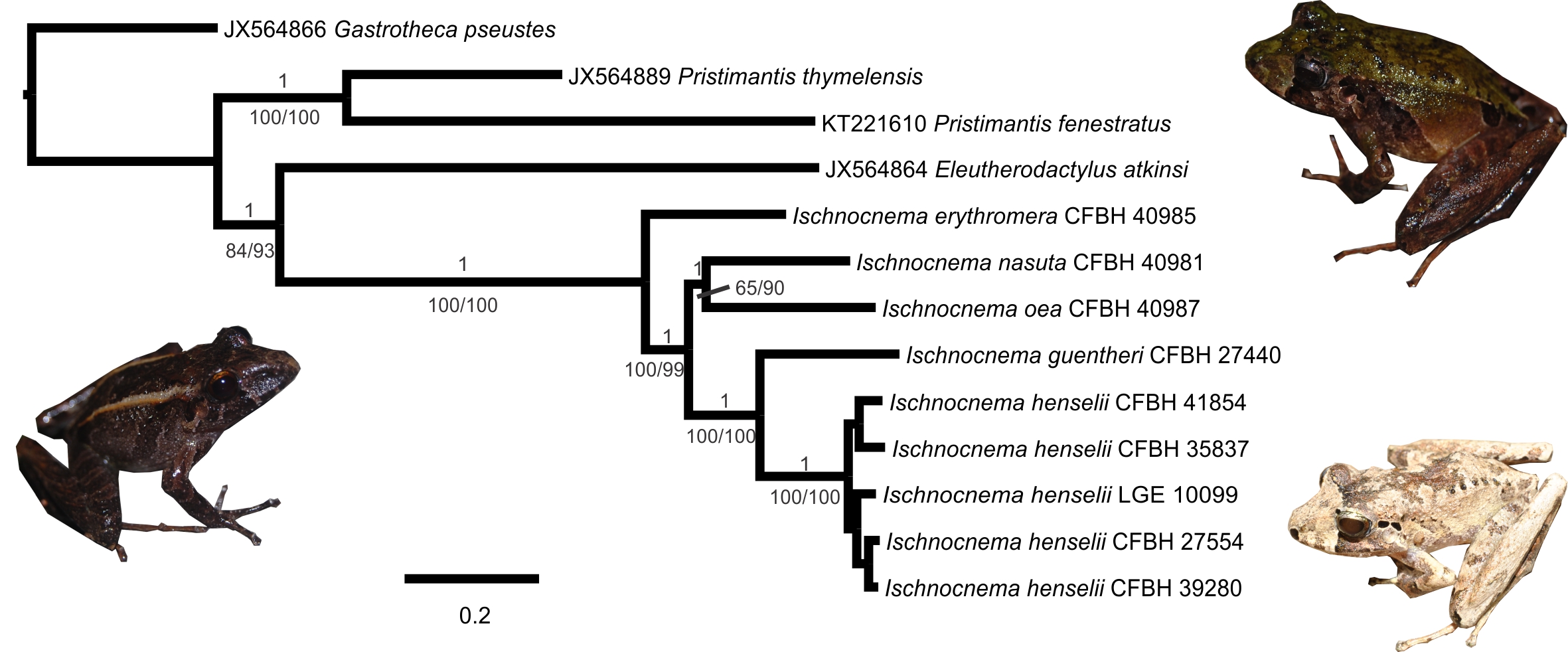 Taucce_et_al_2018mitogenomes.jpg