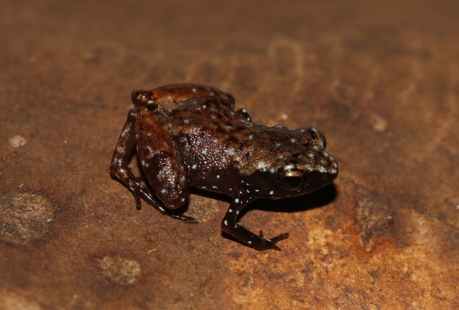 Taucce_et_al_2020Copeia.jpg